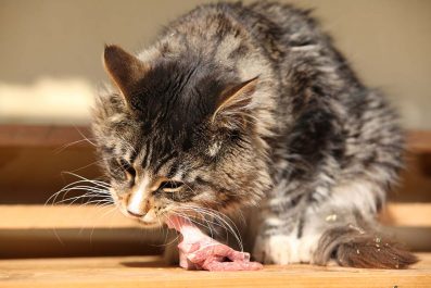 Ernährungsberatung-Katze-Essen